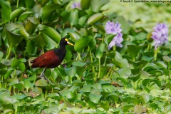 Northern Jacana