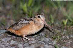 American Woodcock