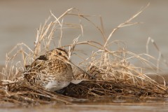 Wilson's Snipe