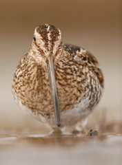 Wilson's Snipe