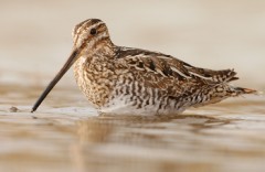 Wilson's Snipe