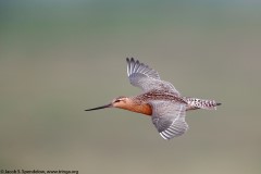 Bar-tailed Godwit