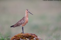 Bar-tailed Godwit