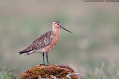 Bar-tailed Godwit