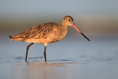 Marbled Godwit