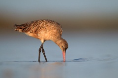 Marbled Godwit