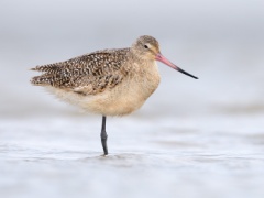 Marbled Godwit