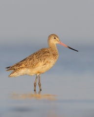 Marbled Godwit