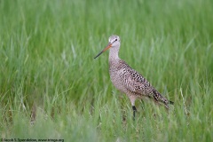 Marbled Godwit