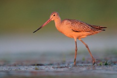 Marbled Godwit