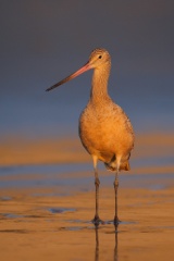 Marbled Godwit