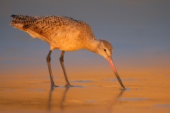 Marbled Godwit