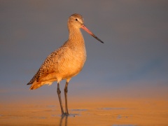 Marbled Godwit