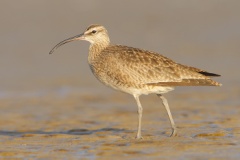 Whimbrel