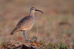 Whimbrel