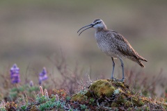 Whimbrel