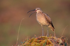 Whimbrel