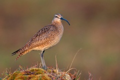 Whimbrel