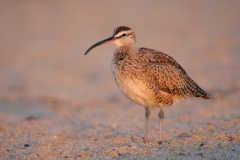 Whimbrel