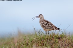 Bristle-thighed Curlew