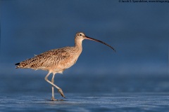 Long-billed Curlew