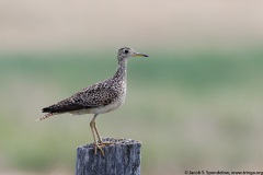 Upland Sandpiper