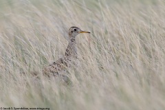 Upland Sandpiper