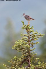 Greater Yellowlegs