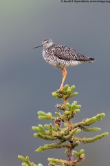 Greater Yellowlegs