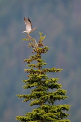 Greater Yellowlegs