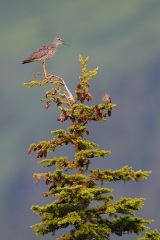 Greater Yellowlegs and Savannah Sparrow