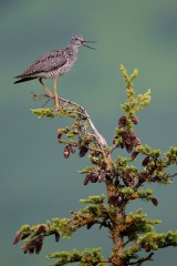 Greater Yellowlegs