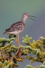 Greater Yellowlegs