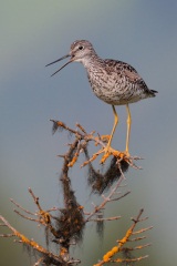 Greater Yellowlegs