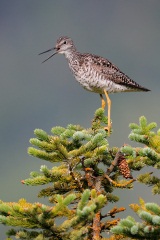 Greater Yellowlegs