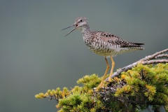 Greater Yellowlegs