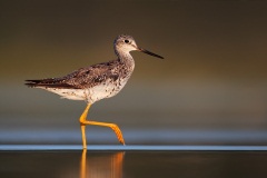 Greater Yellowlegs