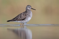 Lesser Yellowlegs