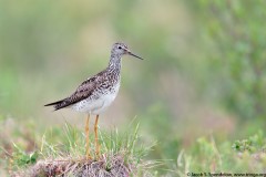 Lesser Yellowlegs