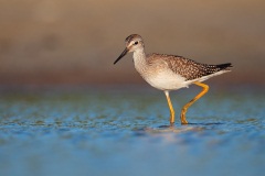 Lesser Yellowlegs