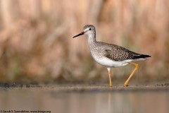 Lesser Yellowlegs