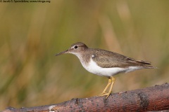 Spotted Sandpiper