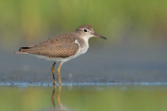 Spotted Sandpiper