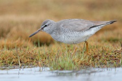 Gray-tailed Tattler