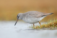 Gray-tailed Tattler