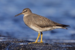 Wandering Tattler (Local Name: 'Ulili)