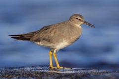 Wandering Tattler (Local Name: 'Ulili)