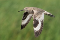 Willet