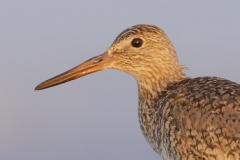 Willet