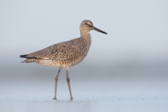 Willet